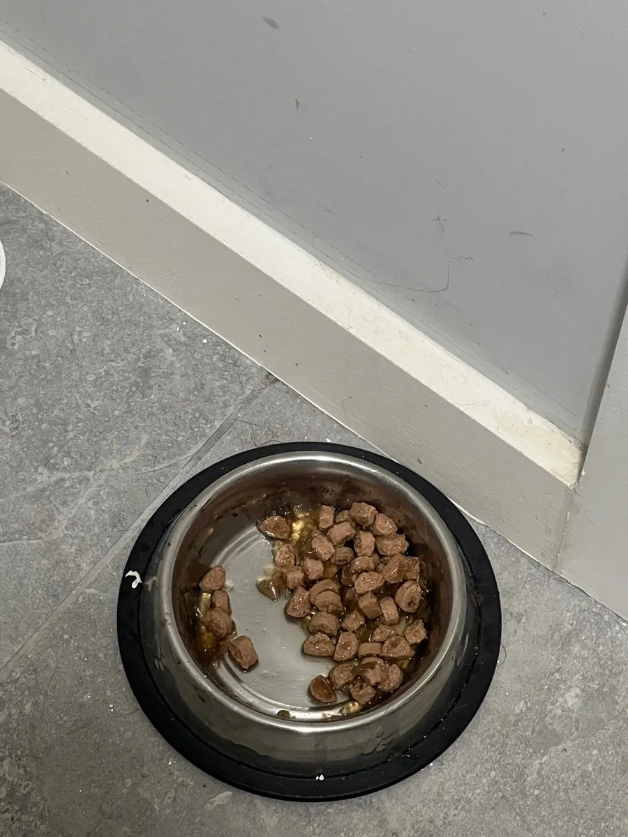 Cat for adoption - Leo - Image 4