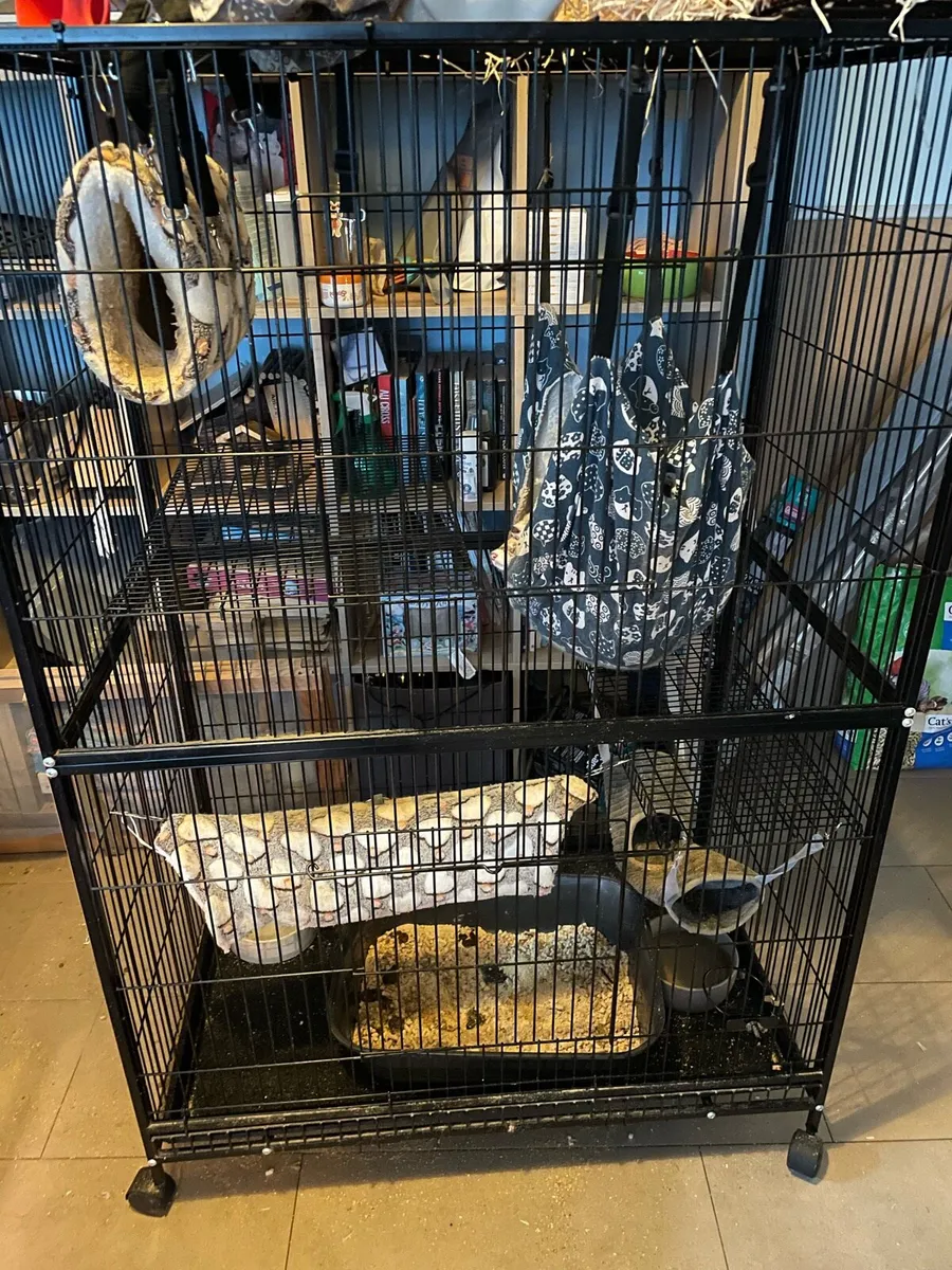 2 ferrets (brothers) - Image 3