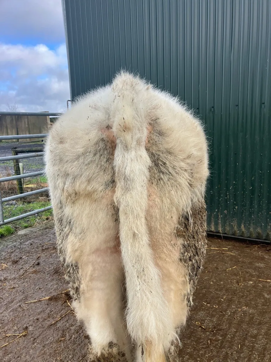 Purebred shorthorn bull - Image 3