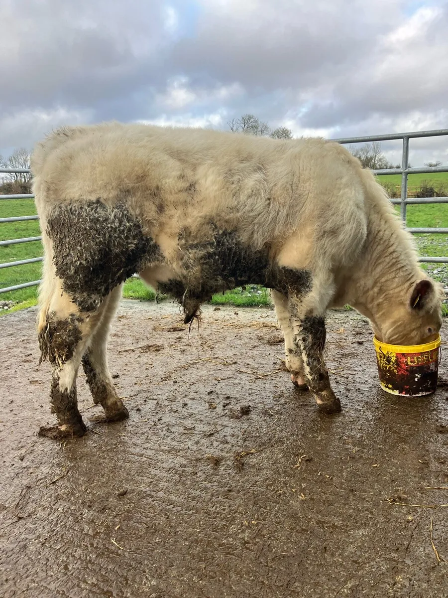 Purebred shorthorn bull - Image 4