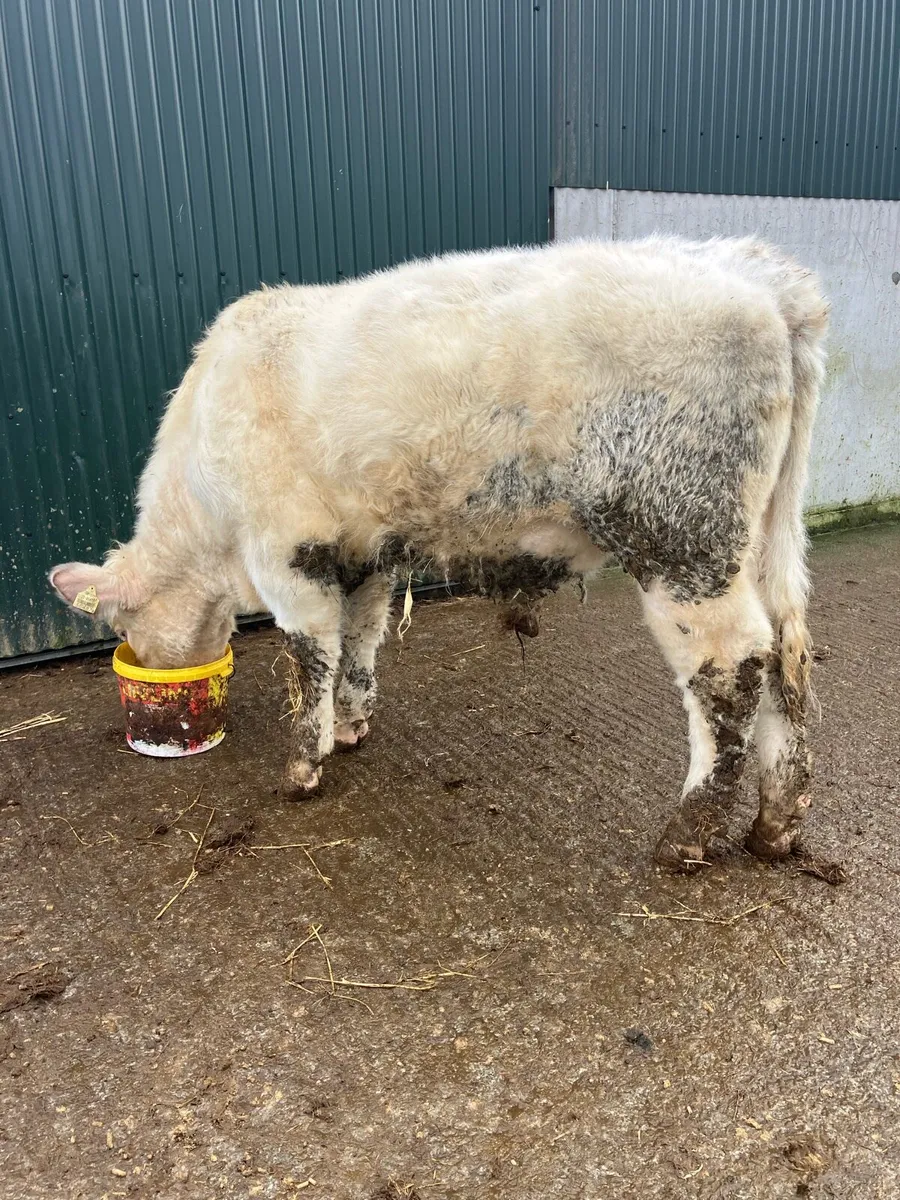 Purebred shorthorn bull - Image 2