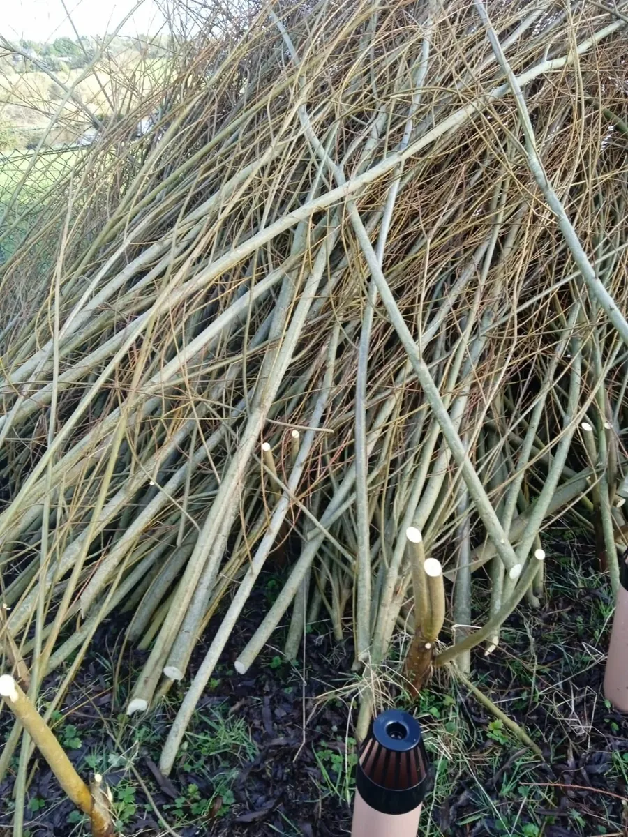 Willow Cuttings - Image 1