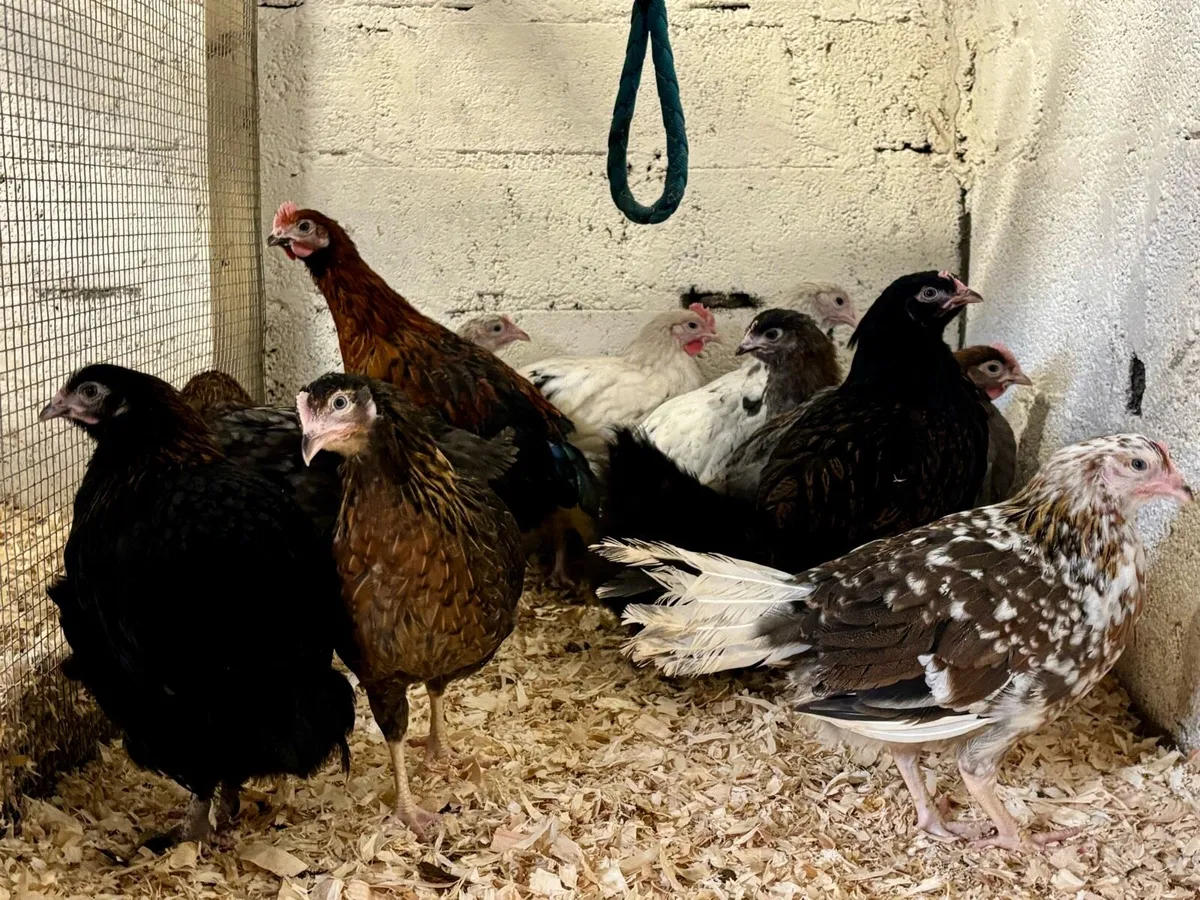 💥Rare top quality Poultry💥 - Image 1