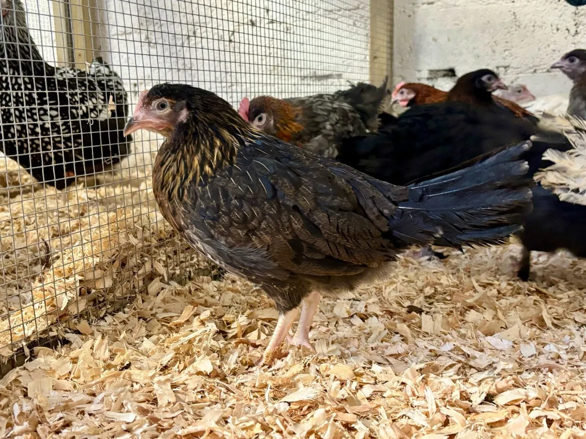 💥Rare top quality Poultry💥 - Image 4