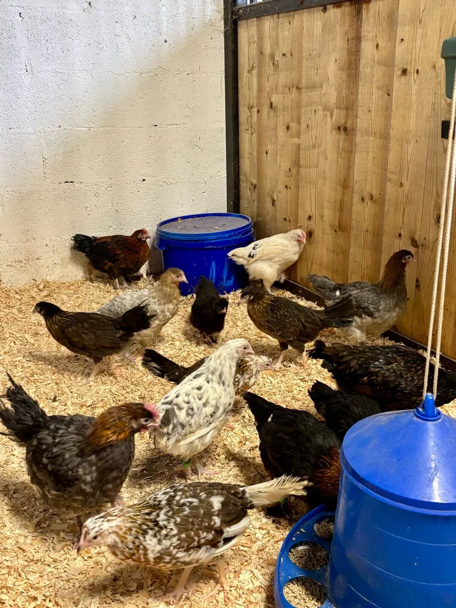 💥Rare top quality Poultry💥 - Image 2