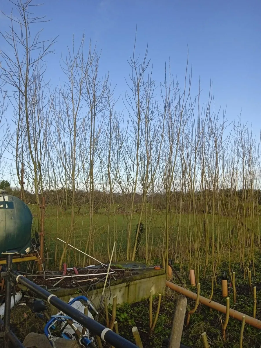 Willow Cuttings - Image 2