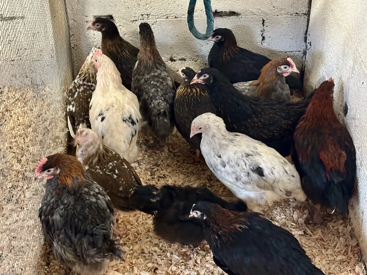 💥Rare top quality Poultry💥 - Image 3