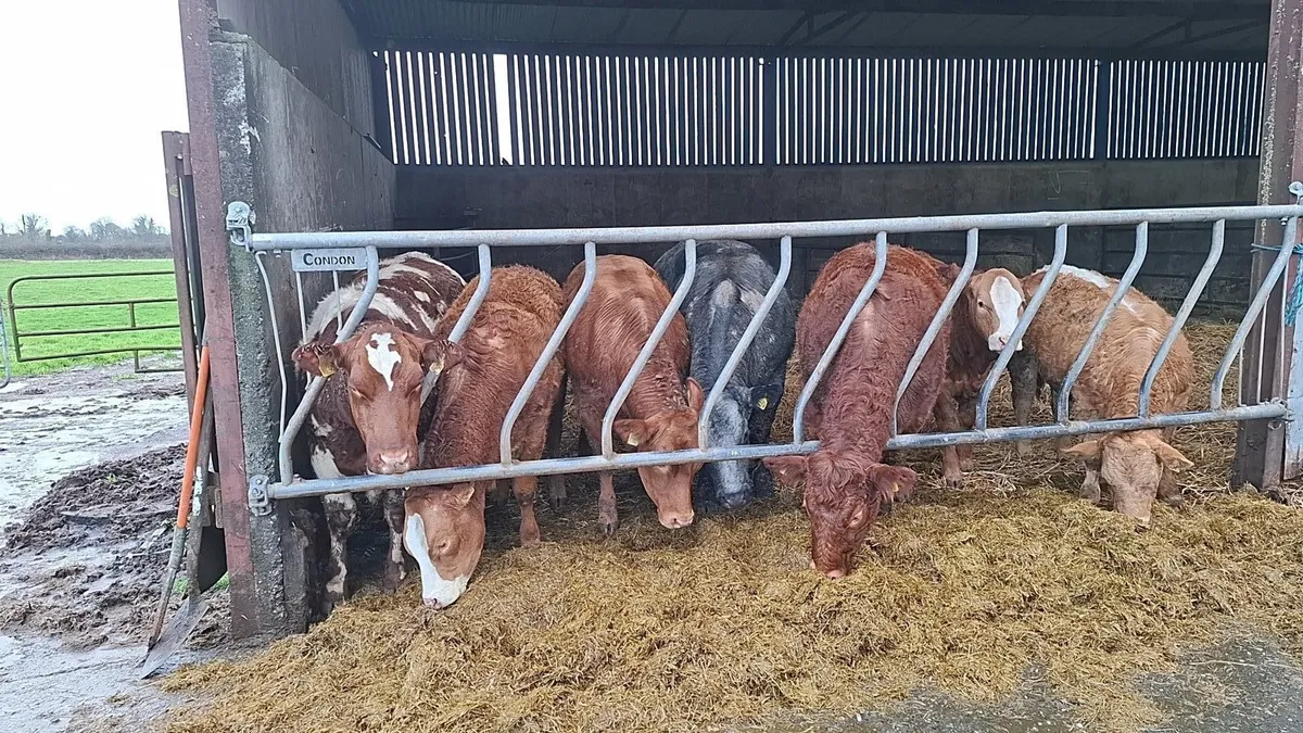 Breeding Heifers For Balla Saturday - Image 1