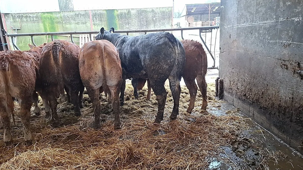 Breeding Heifers For Balla Saturday - Image 2