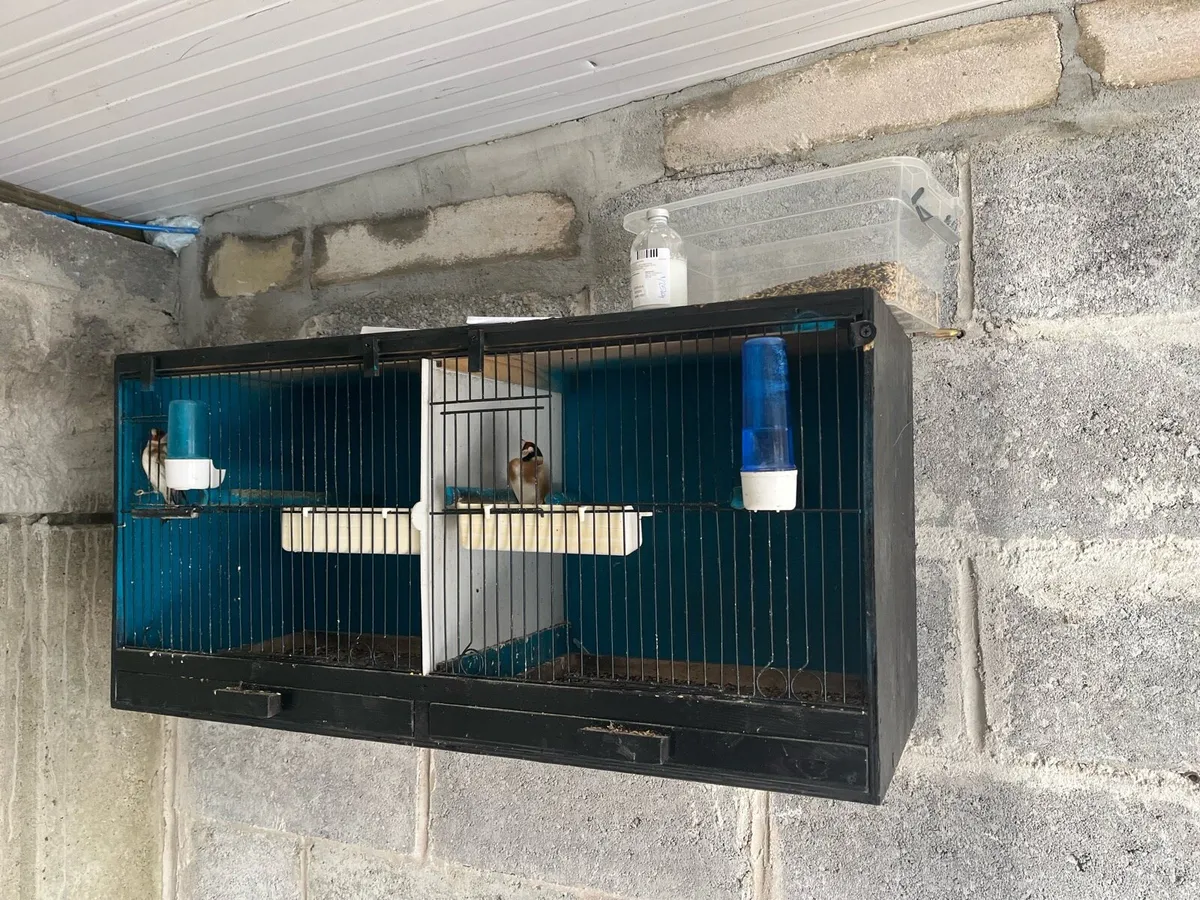 Bird cages - Image 3