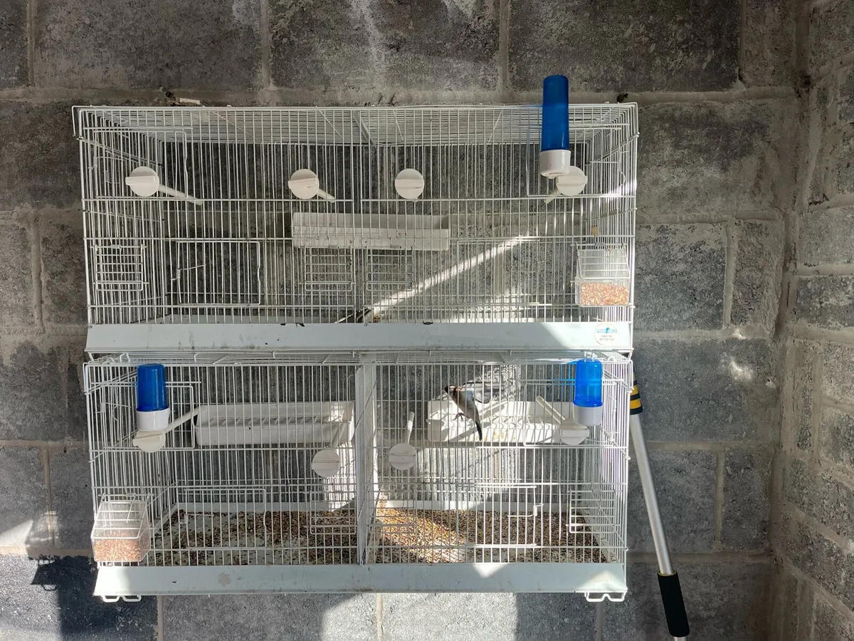 Bird cages - Image 1