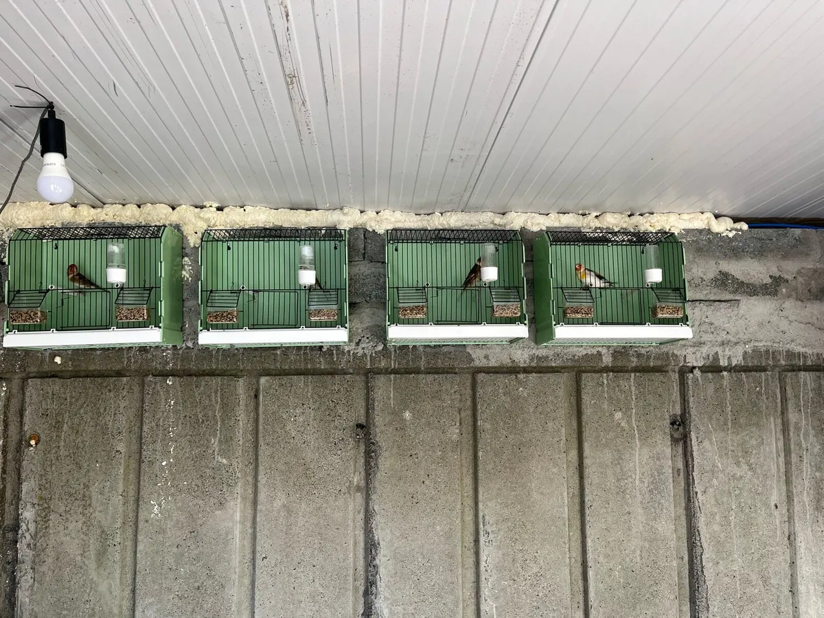 Bird cages - Image 4