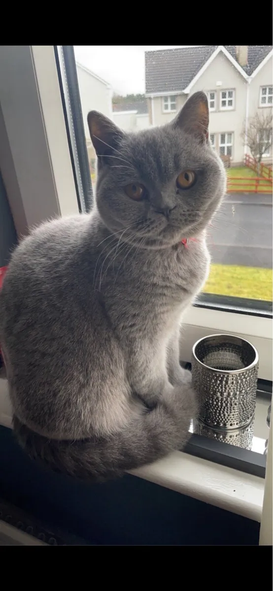 Female British Shorthair cat - Image 1