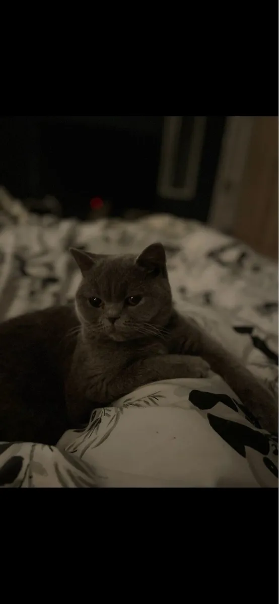 Female British Shorthair cat - Image 2