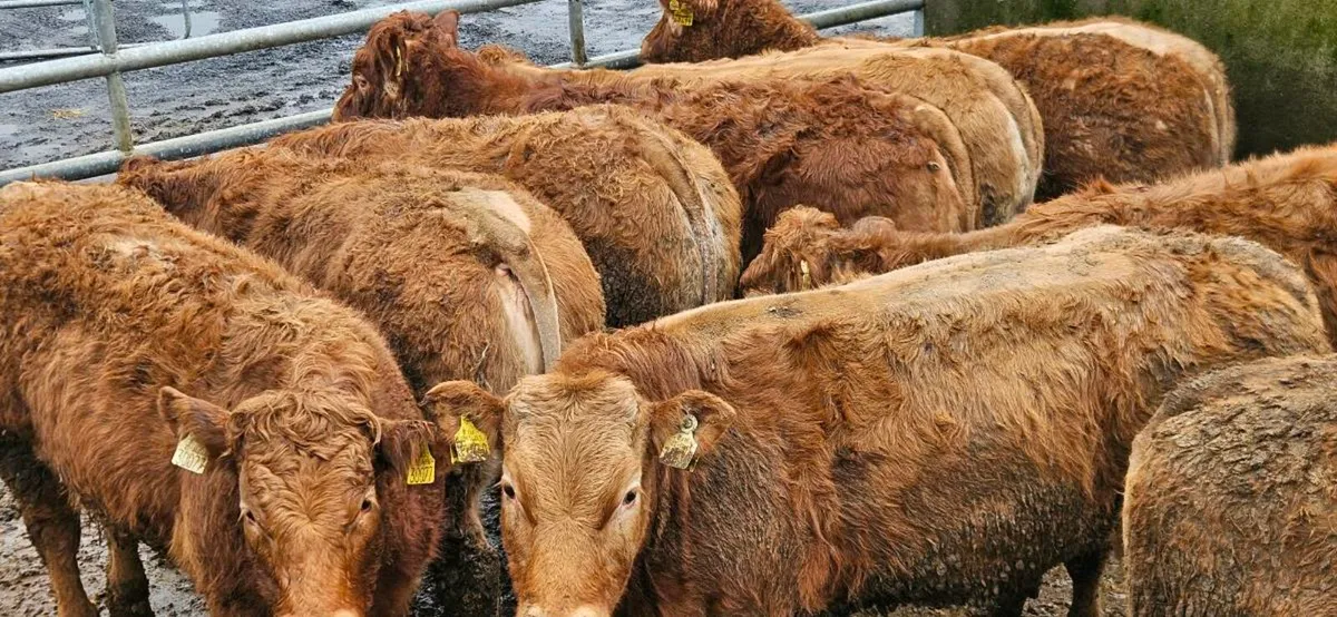 12 Super U Grade LMX Heifers - Image 1