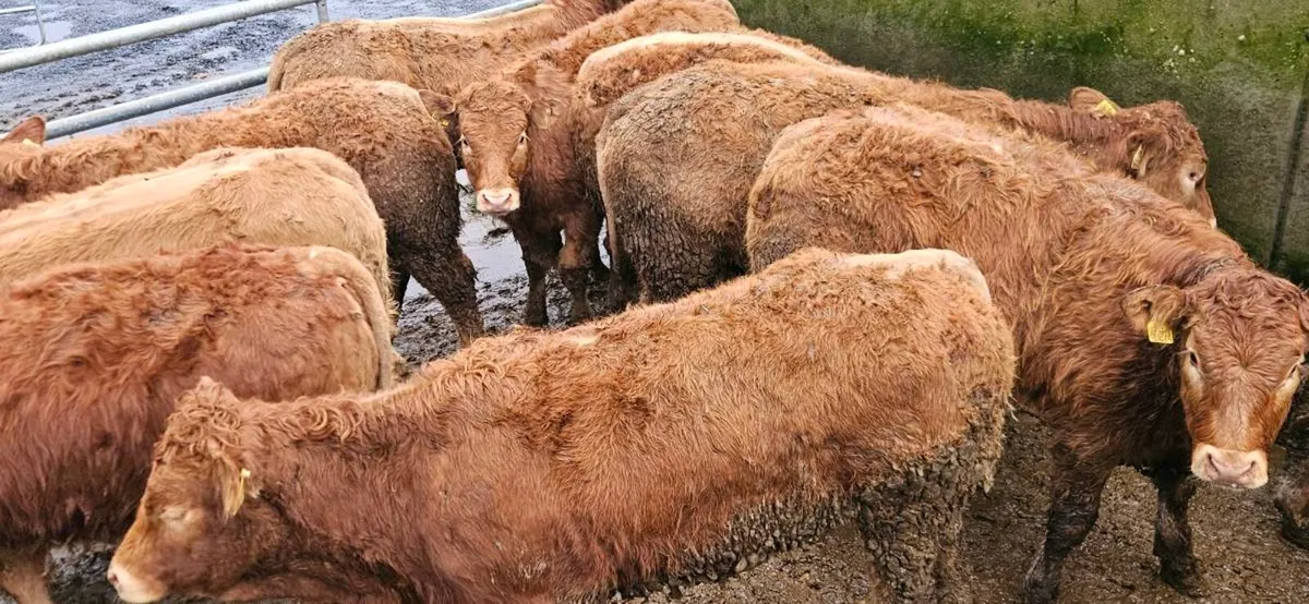 12 Super U Grade LMX Heifers - Image 2