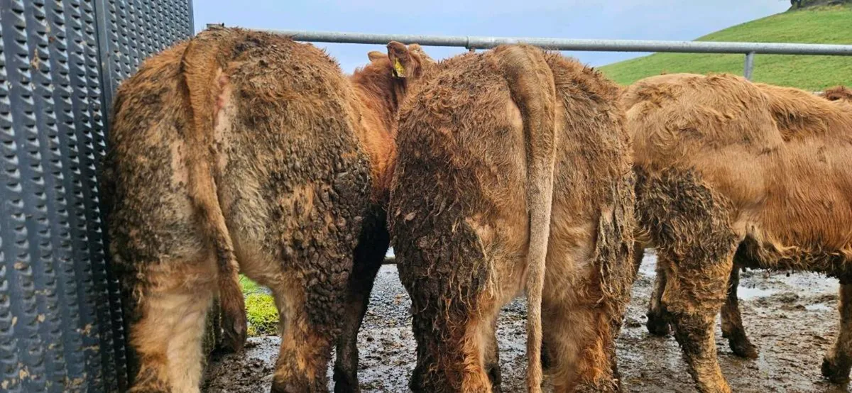 12 Super U Grade LMX Heifers - Image 3