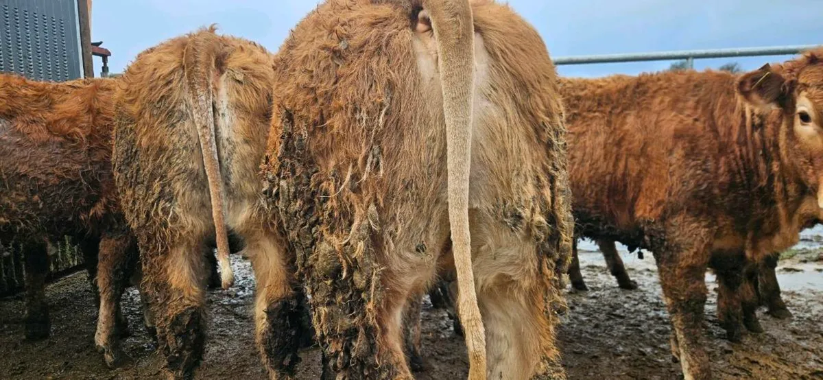 12 Super U Grade LMX Heifers - Image 4