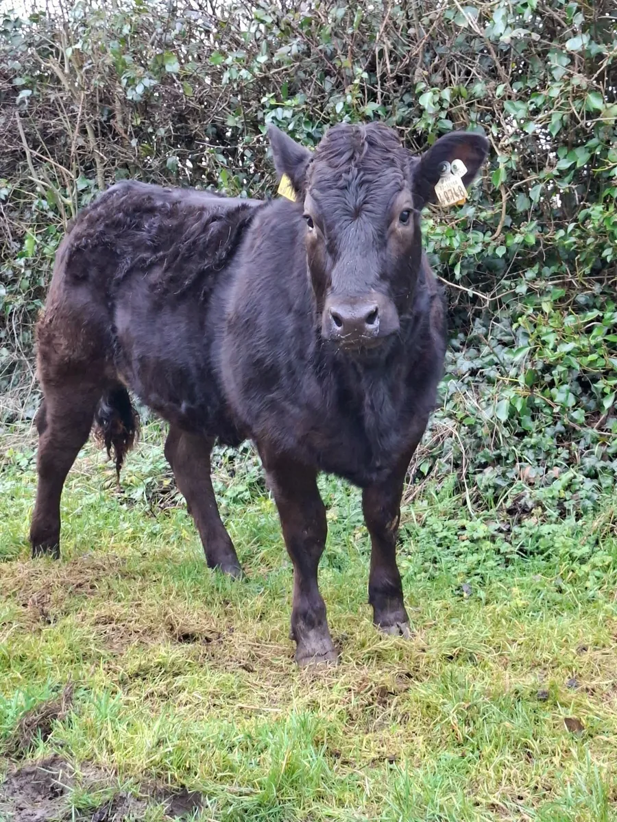 Weanling heifer - Image 1