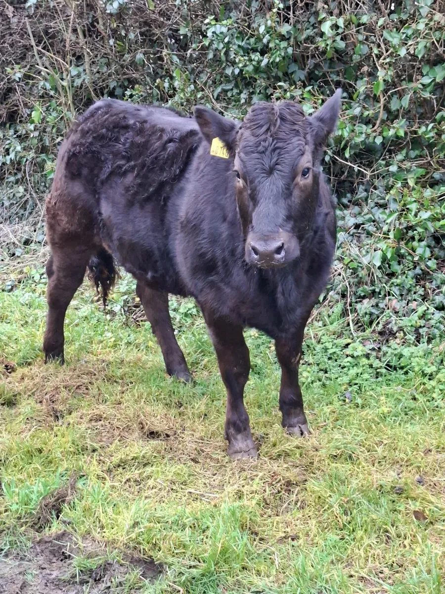Weanling heifer - Image 2
