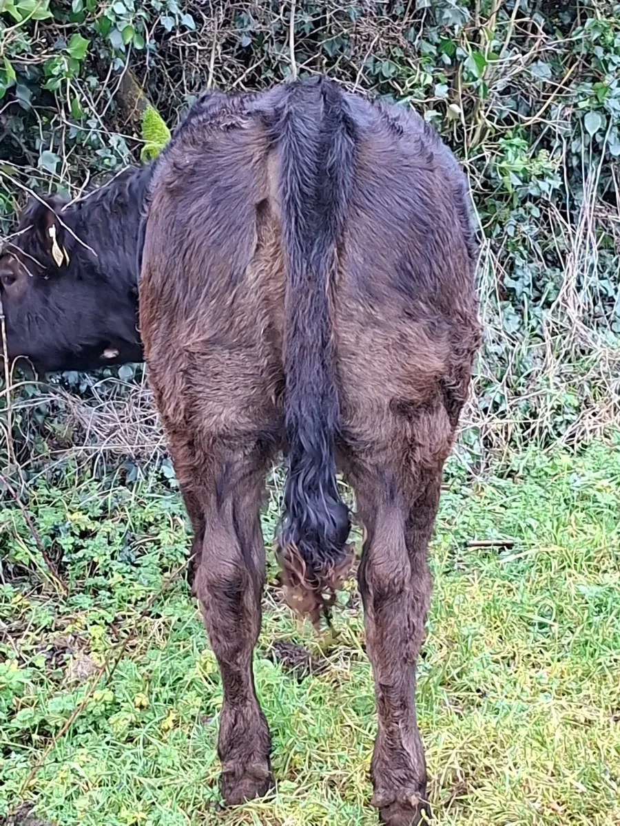 Weanling heifer - Image 3