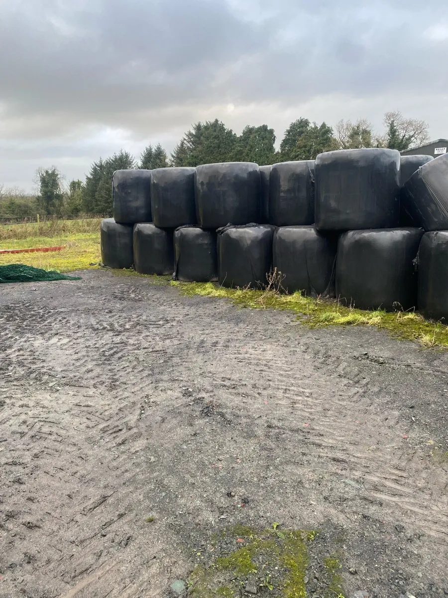 Silage - Image 2
