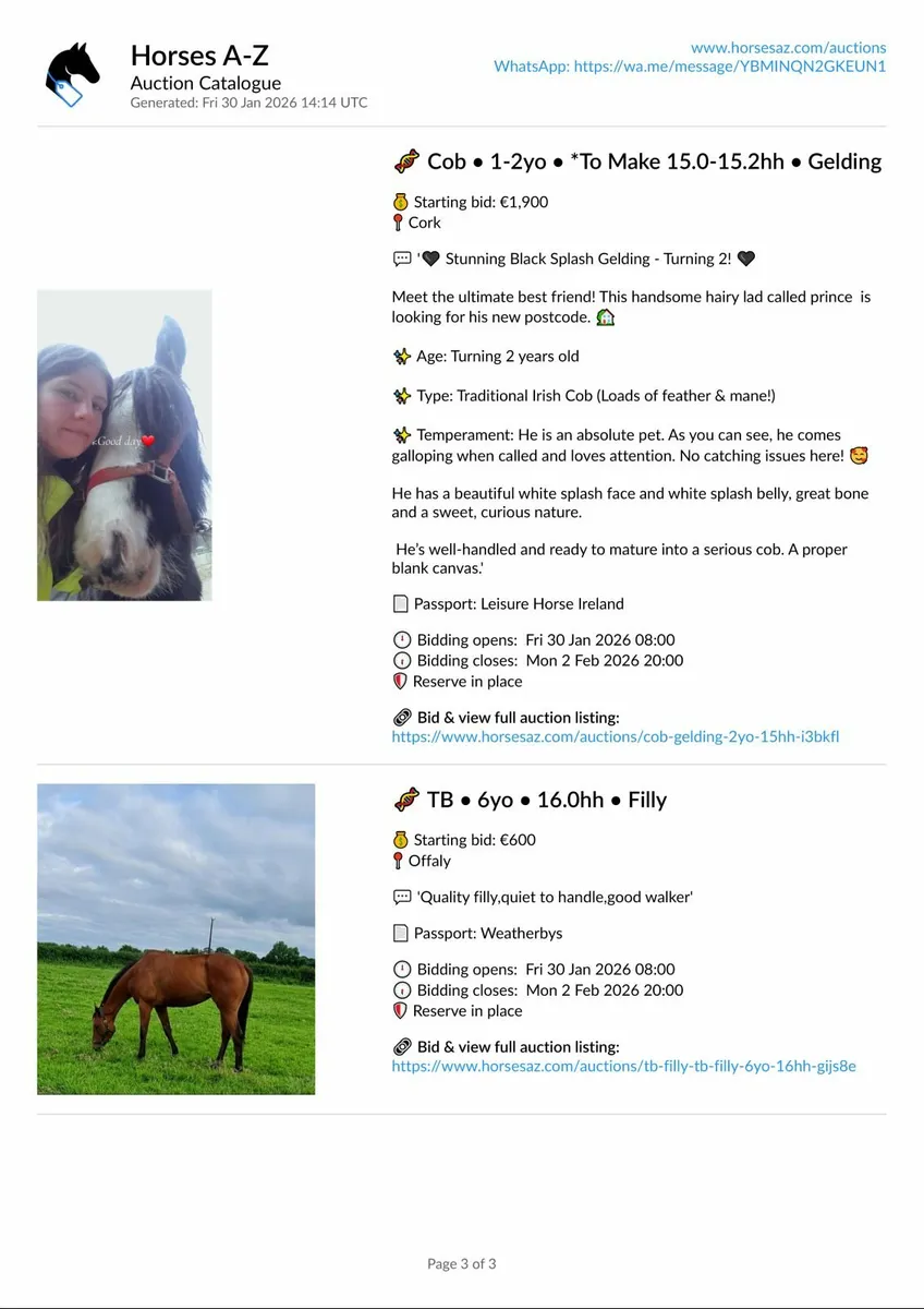 ONLINE HORSE AUCTIONS – NOW LIVE | Horses A-Z - Image 1