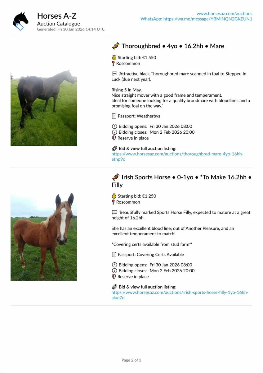 ONLINE HORSE AUCTIONS – NOW LIVE | Horses A-Z - Image 2