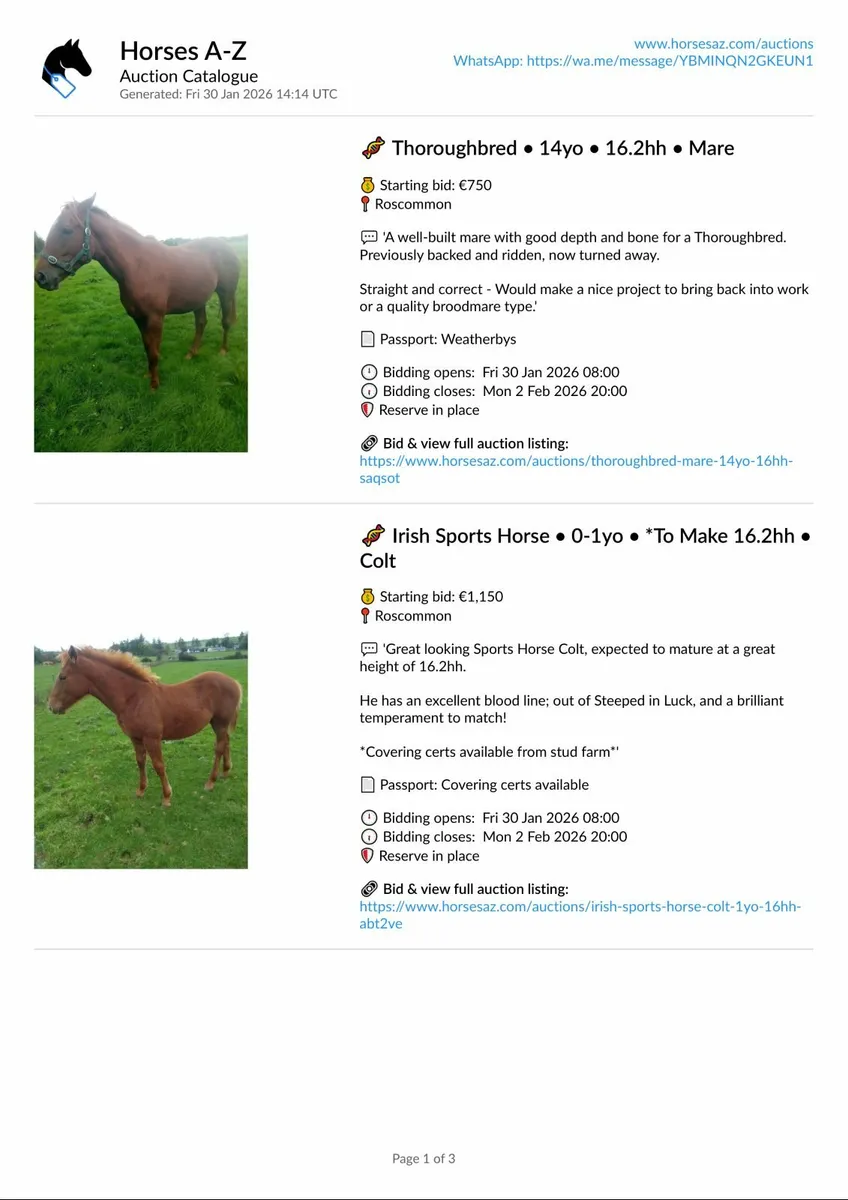 ONLINE HORSE AUCTIONS – NOW LIVE | Horses A-Z - Image 3