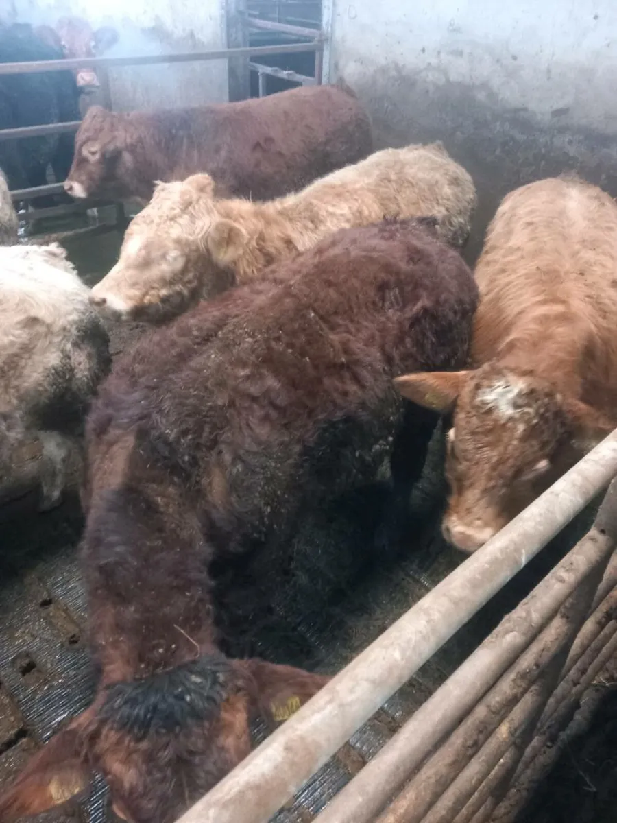 Bull weanlings - Image 2