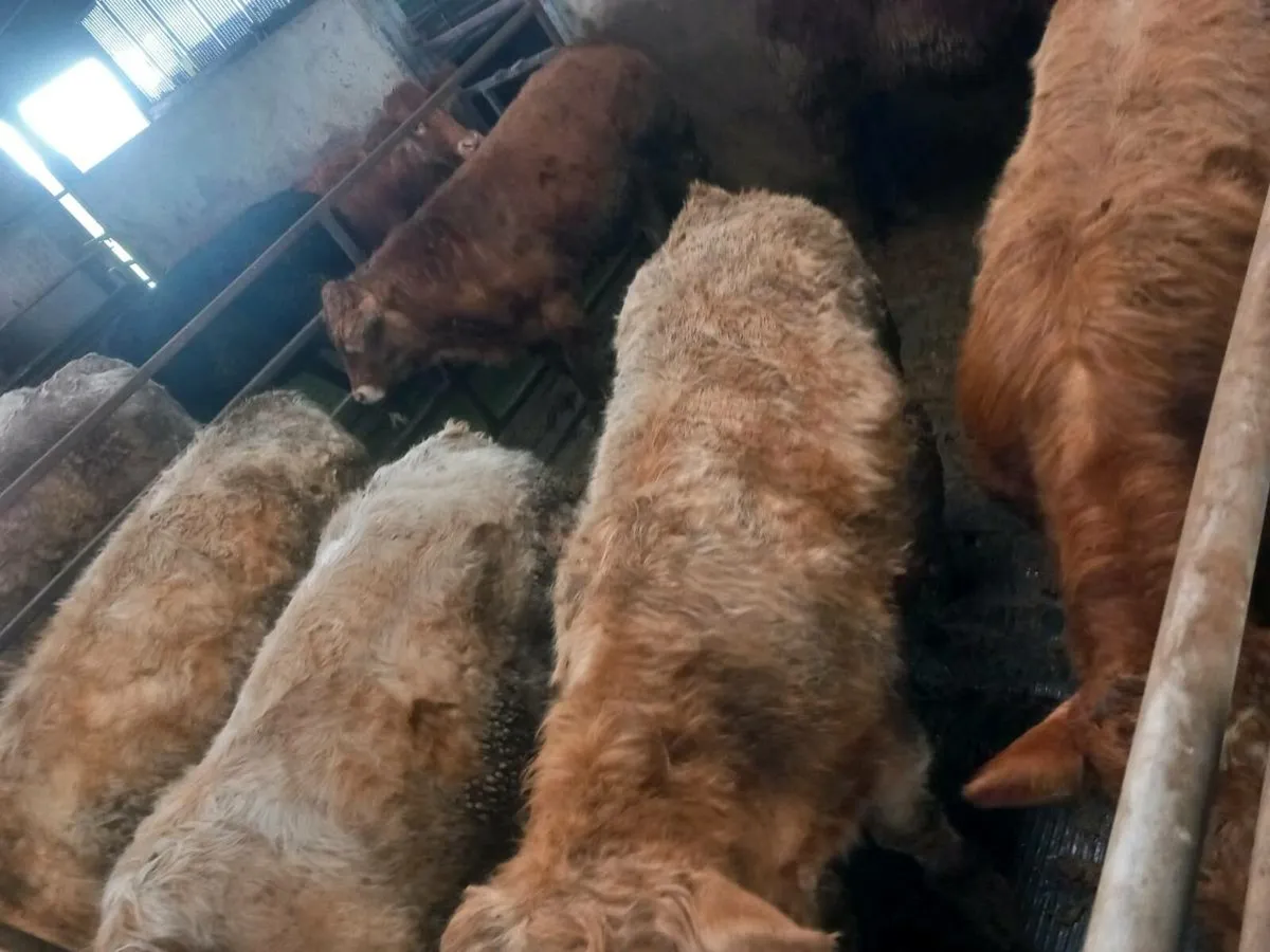 Bull weanlings - Image 3