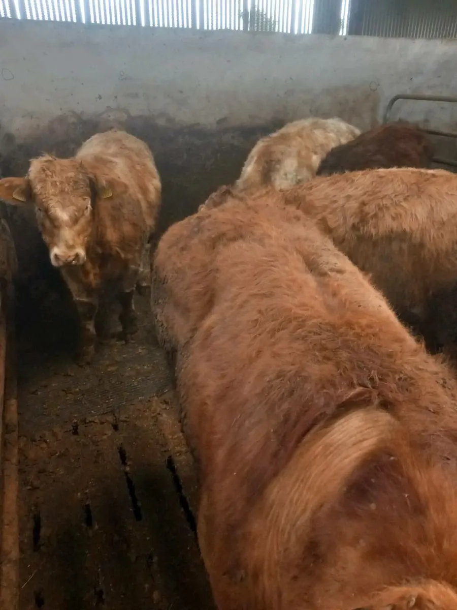 Bull weanlings - Image 4