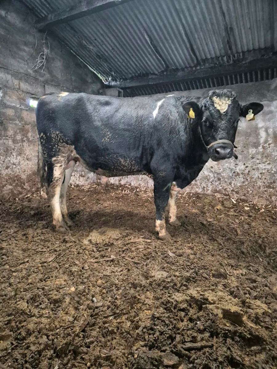 Vasectomised bull - Image 1