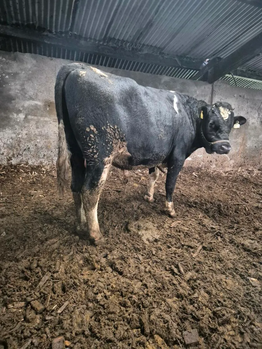 Vasectomised bull - Image 3