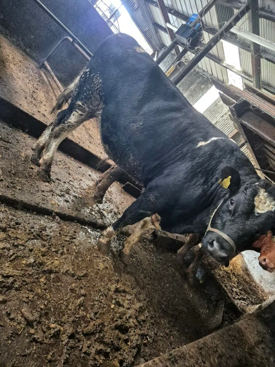 Vasectomised bull - Image 2