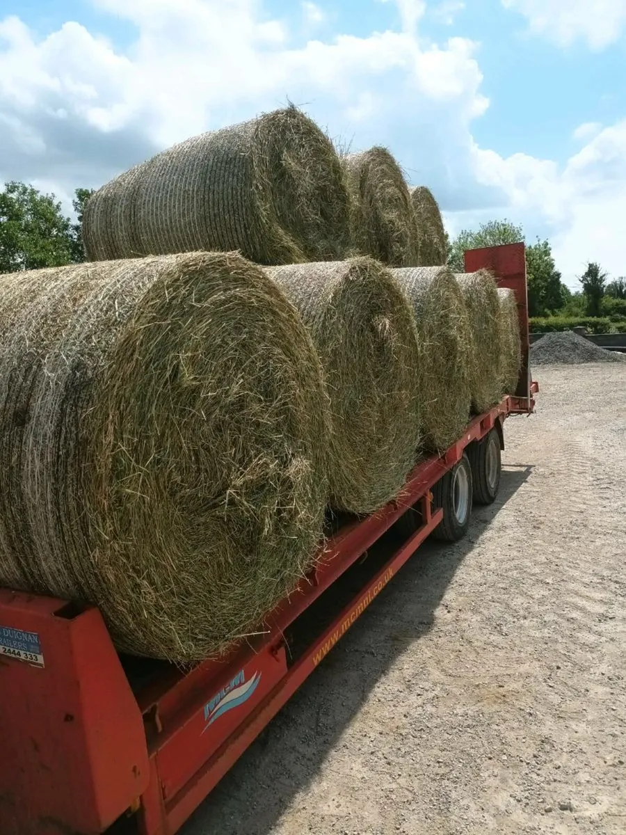 Rushy hay for sale