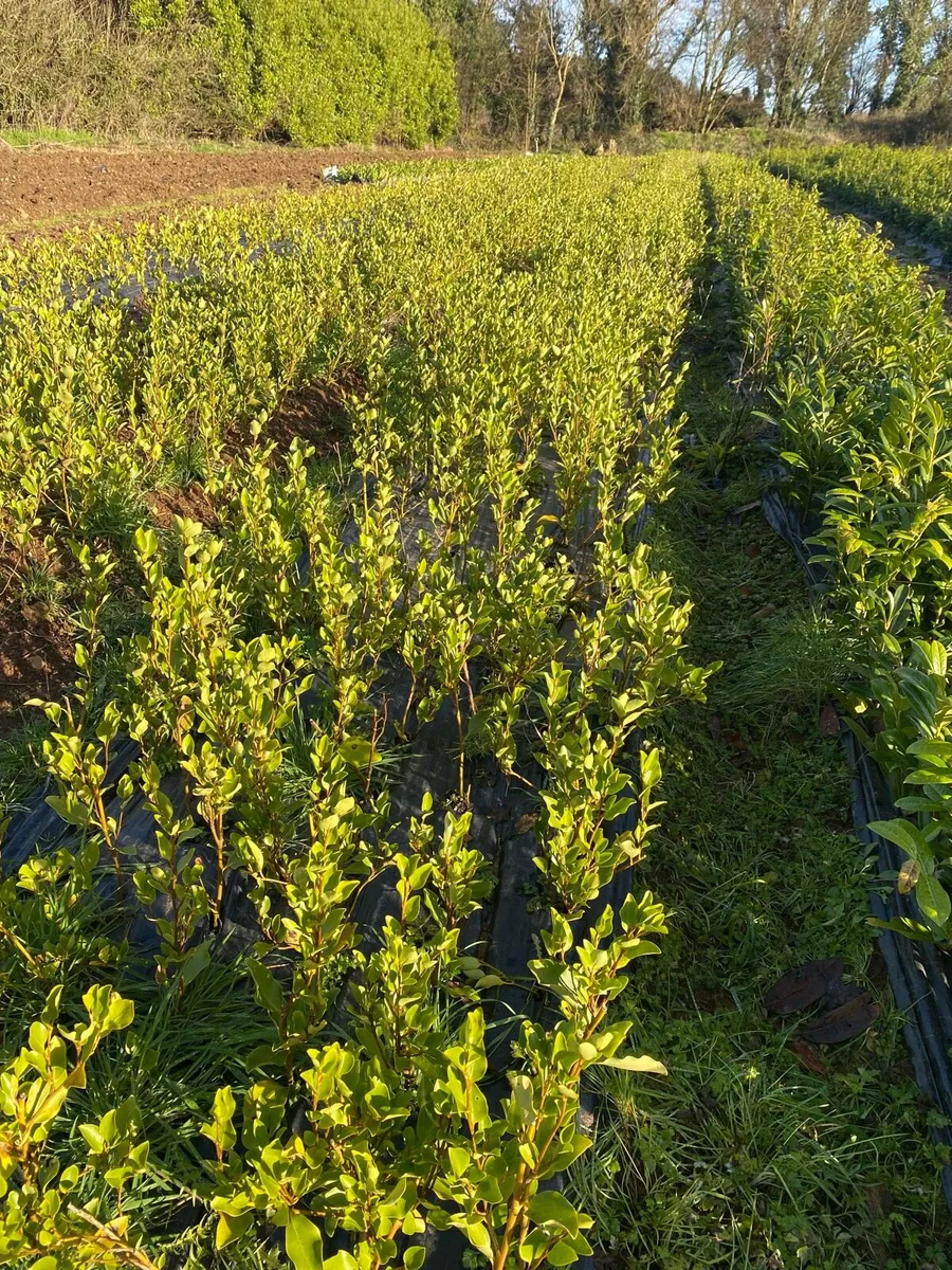 Hedging Laurel & Griselenia - Image 2