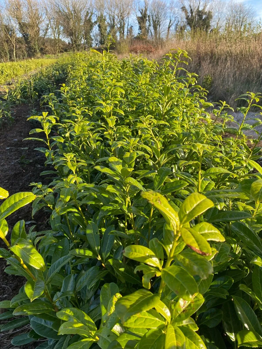 Hedging Laurel & Griselenia - Image 3