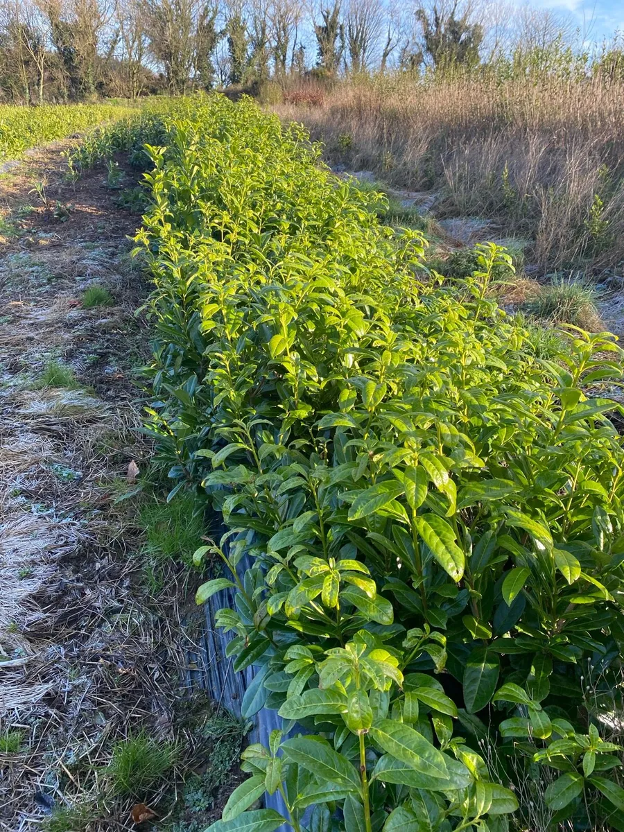 Hedging Laurel & Griselenia - Image 4