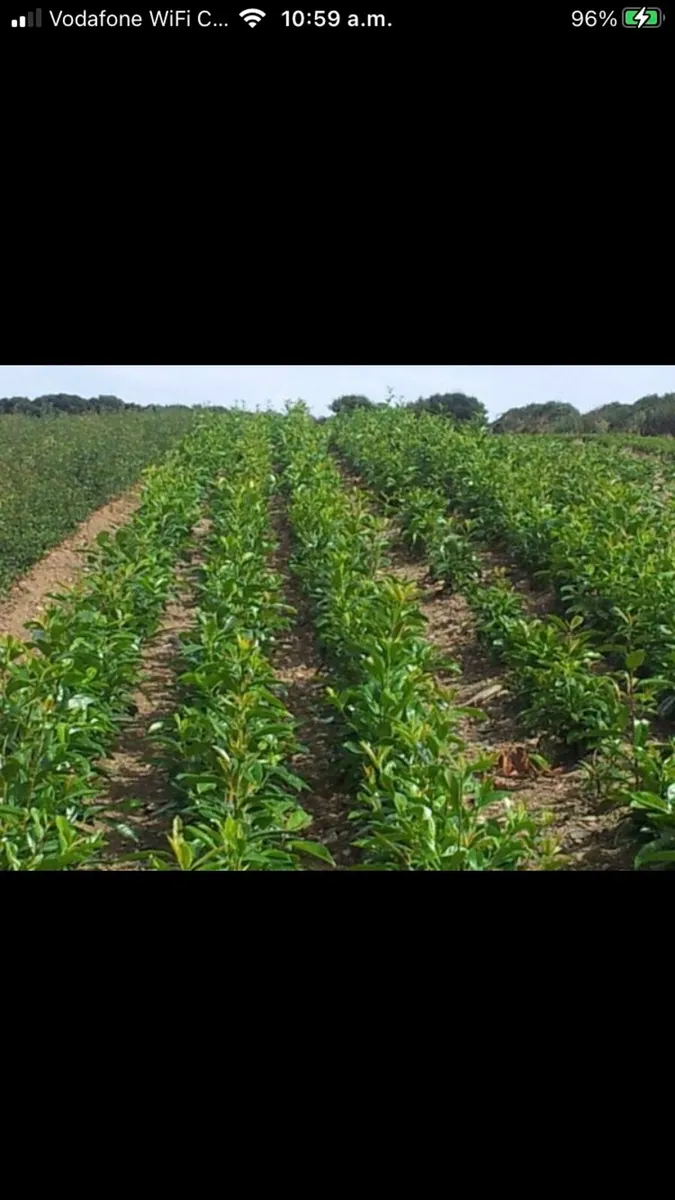 Hedging Laurel & Griselenia - Image 1