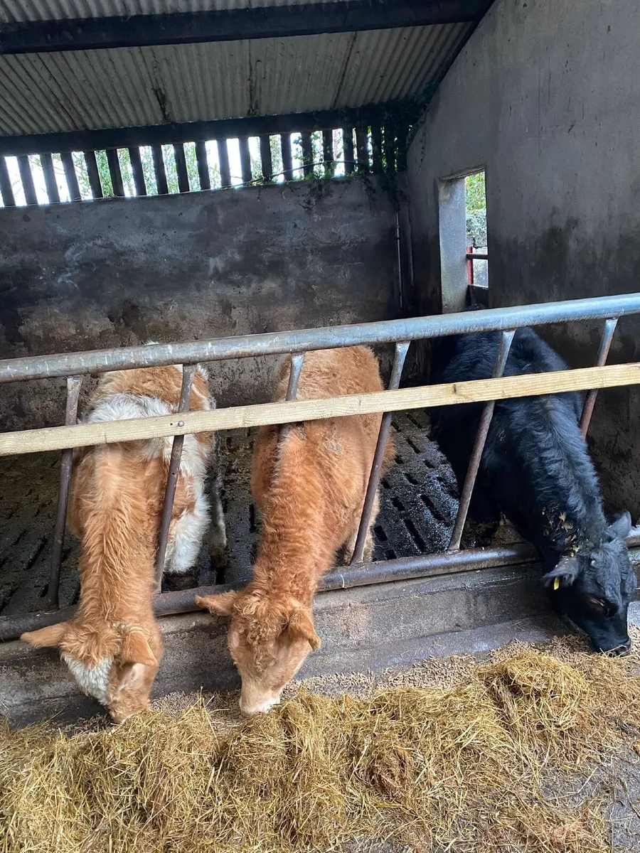 3 quality bull Weanlings - Image 2