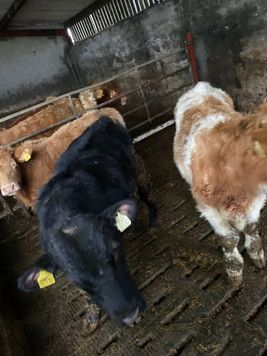 3 quality bull Weanlings - Image 4