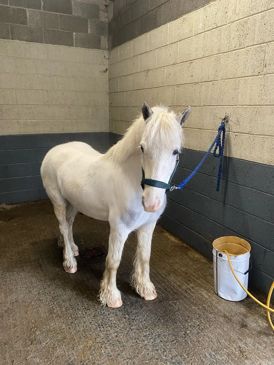 12.2 gelding 5yrs - Image 3