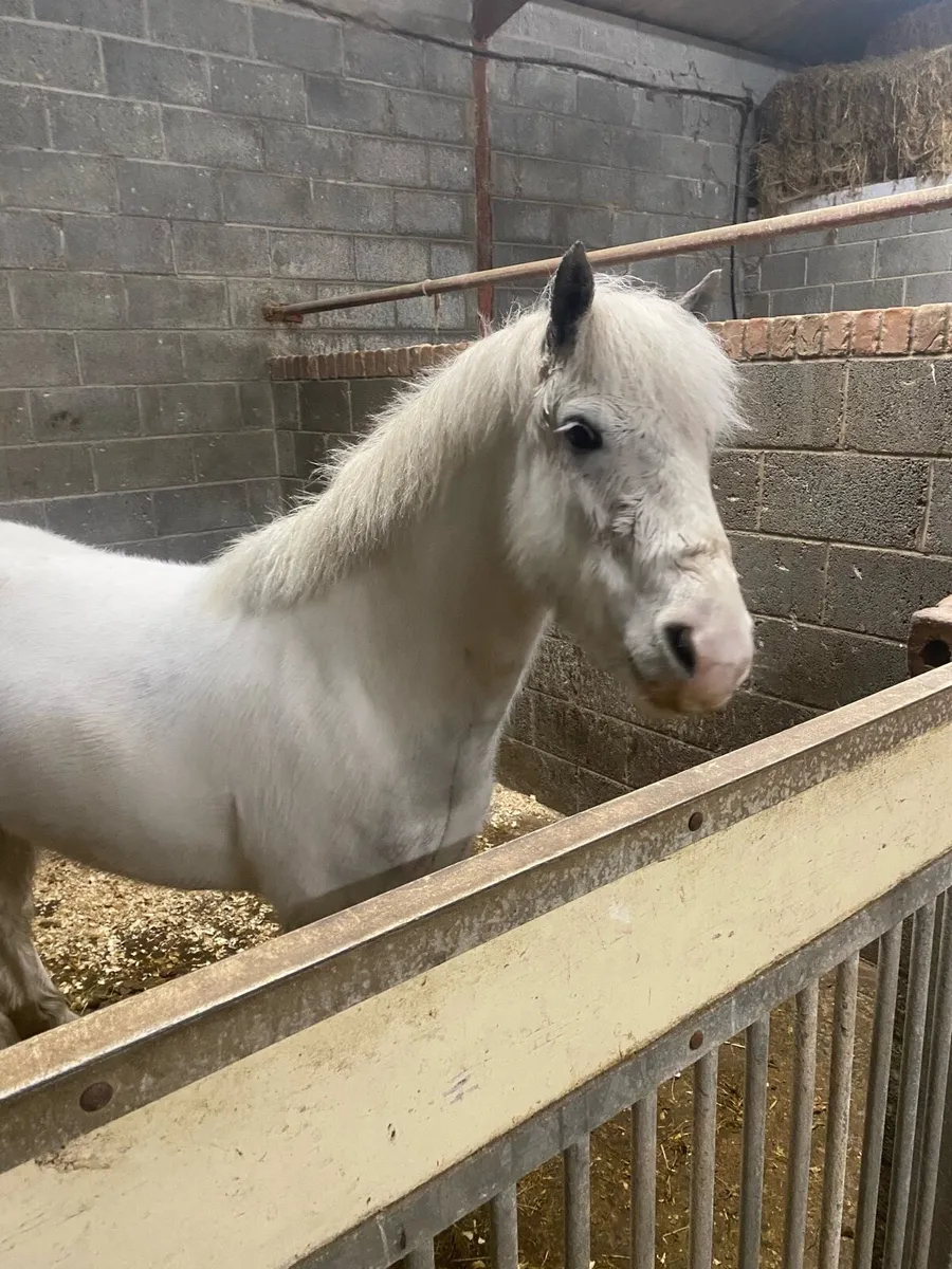 12.2 gelding 5yrs - Image 4