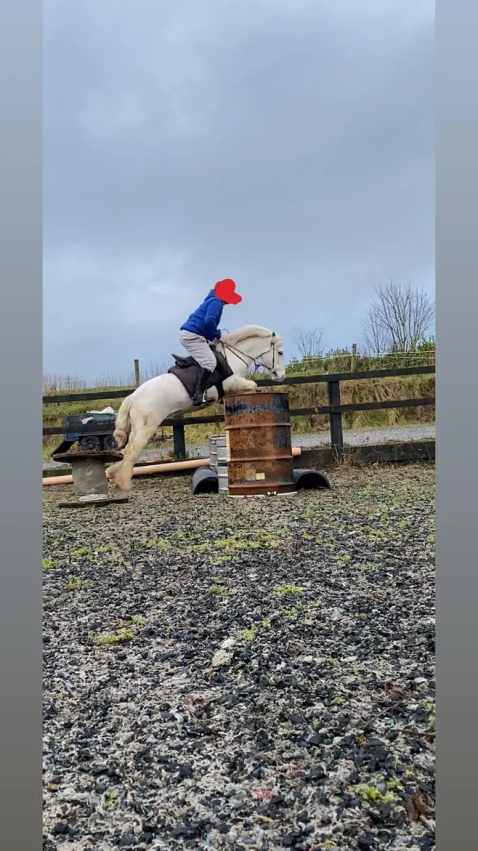 12.2 gelding 5yrs - Image 2