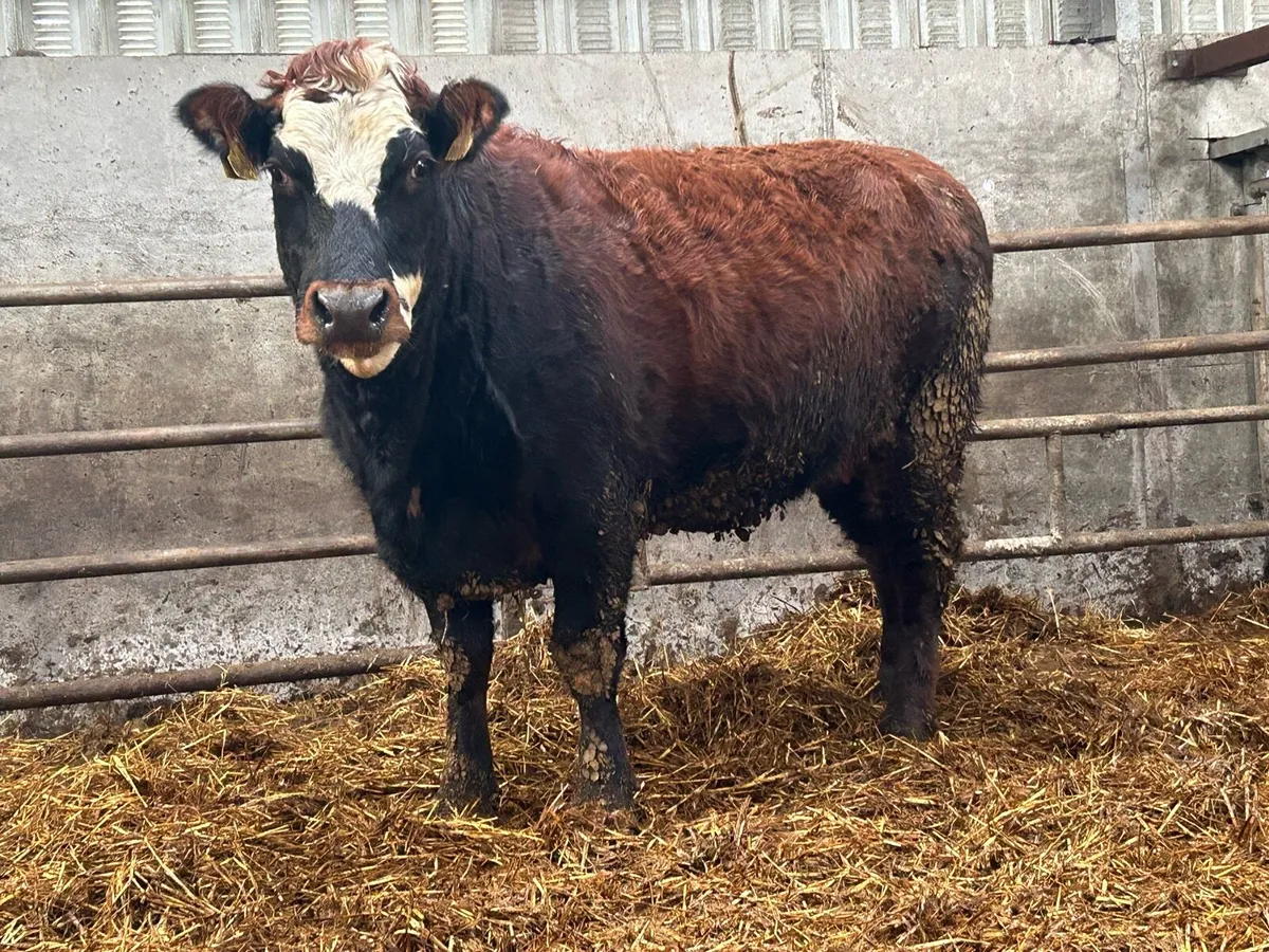 2 5 star genotyped  incalf heifers - Image 1