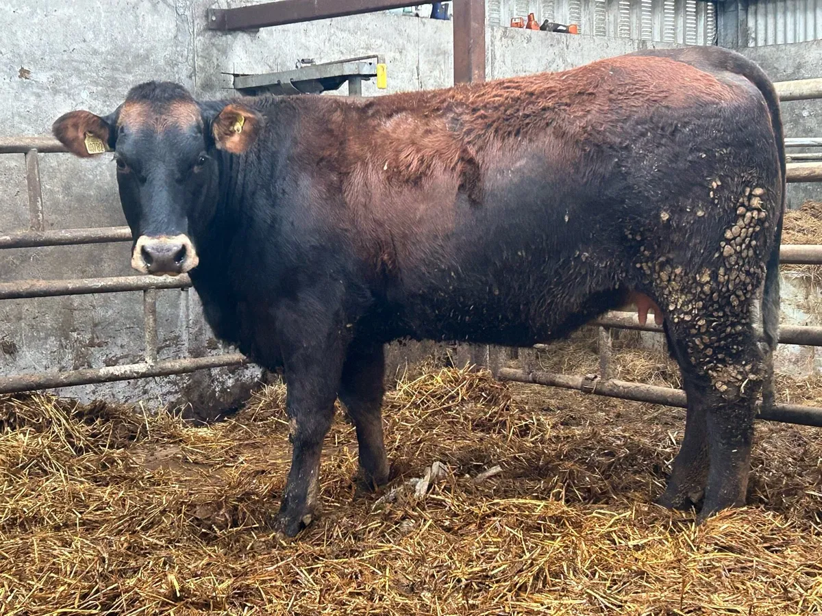 2 5 star genotyped  incalf heifers - Image 2