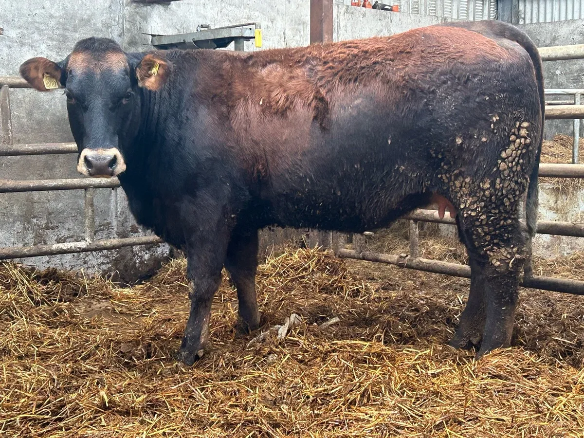 2 5 star genotyped  incalf heifers - Image 3