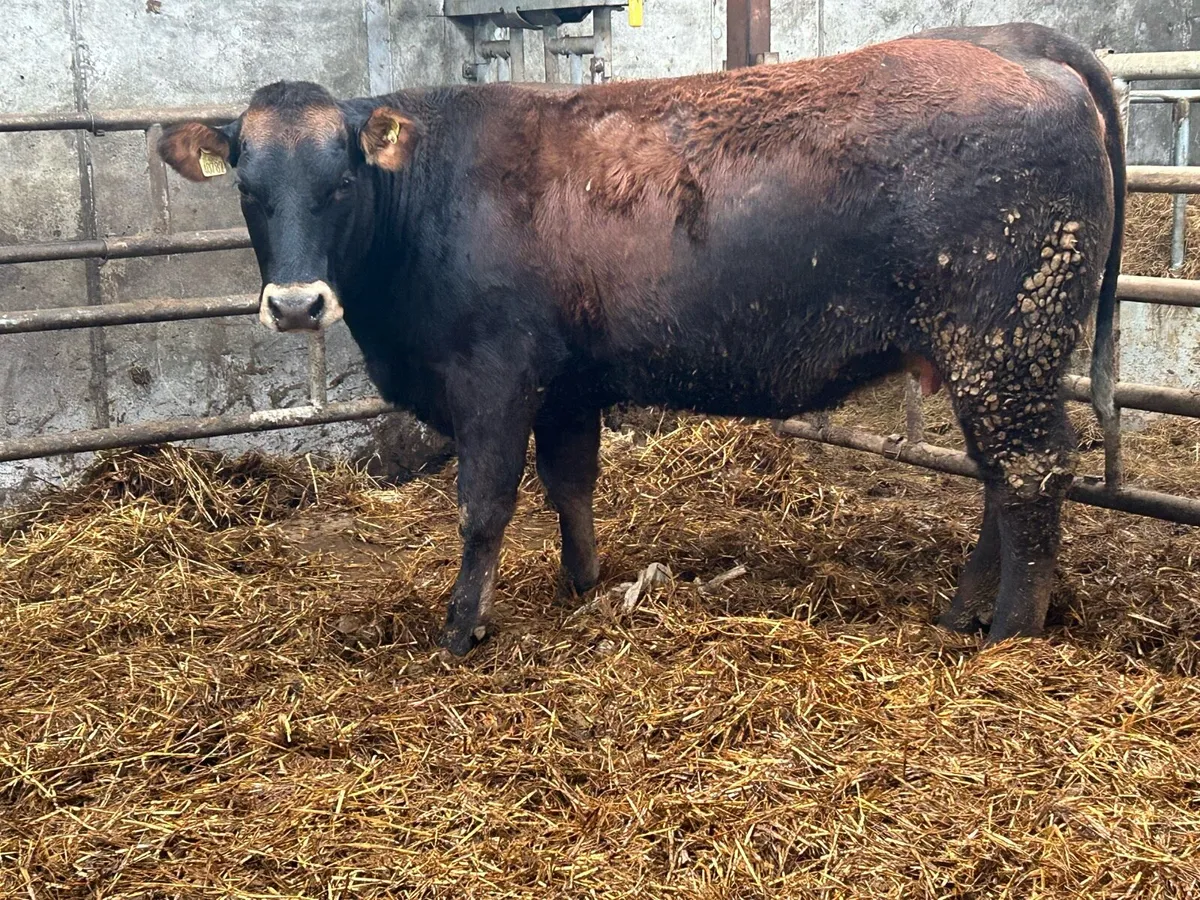 2 5 star genotyped  incalf heifers - Image 4