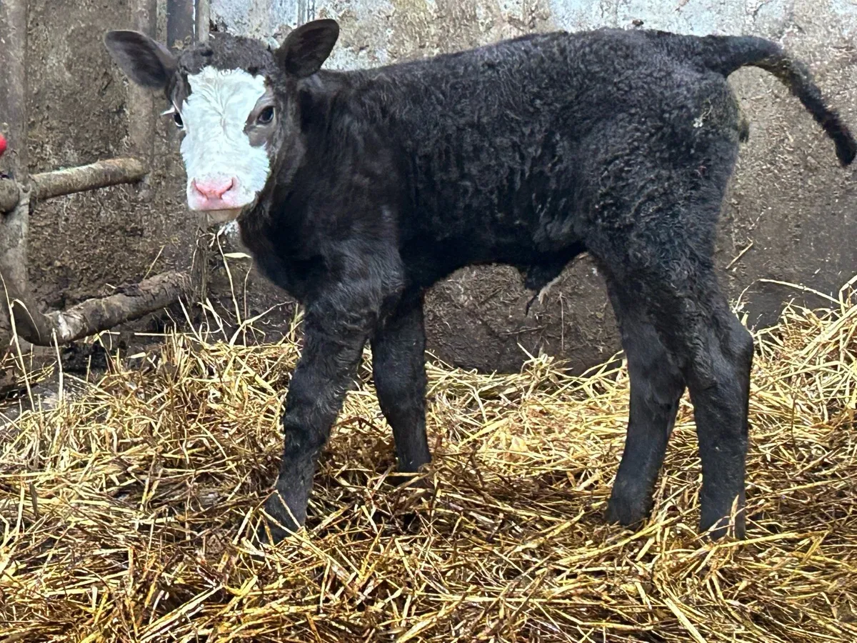 Super first calved simental heifer - Image 2